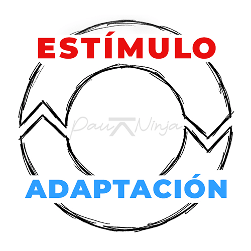 estímulo adaptación