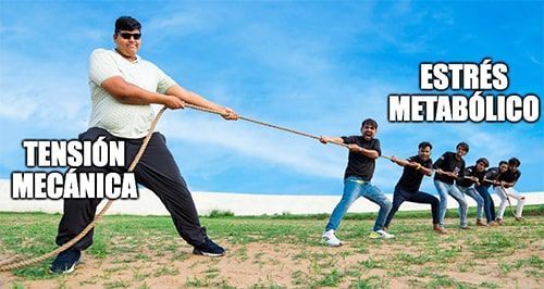 tensión mecánica estrés metabólico