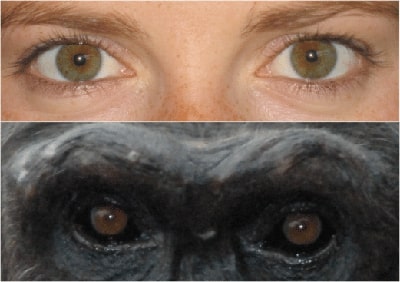 ojos humanos vs primates