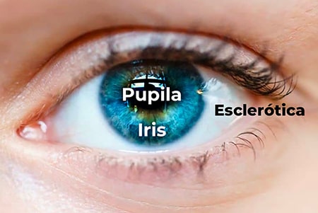 partes del ojo